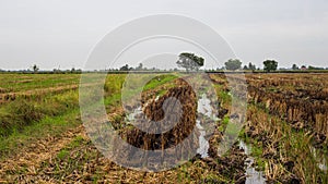 A paddy field is a flooded field of arable land used for growing semiaquatic crops, most notably rice and taro.Â 